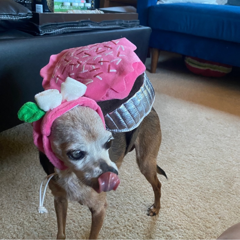 Costume, Chocolate Cupcake w/Pink Frosting